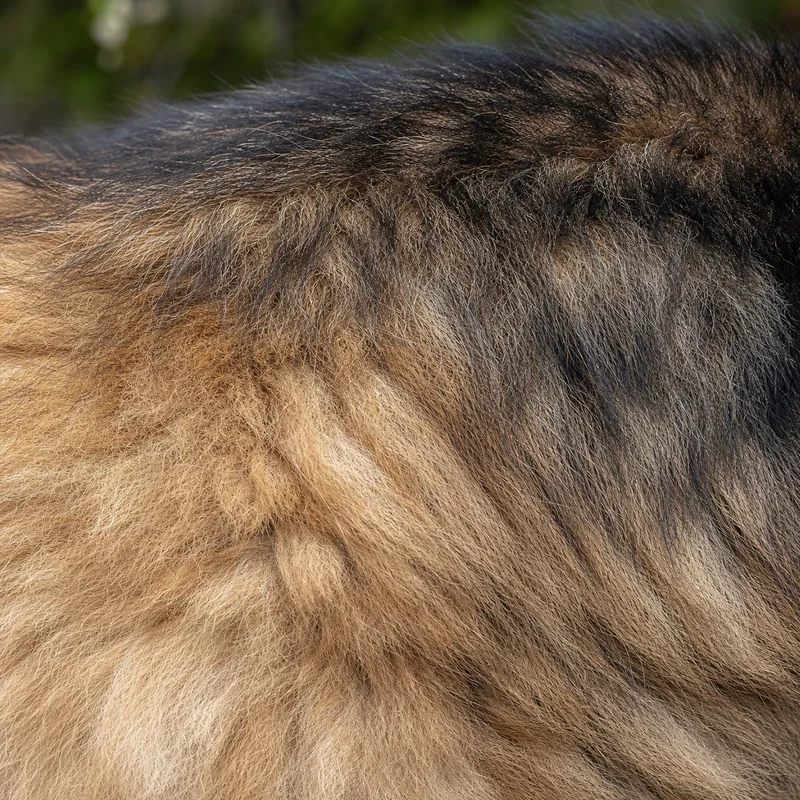 Eurasier — coat texture