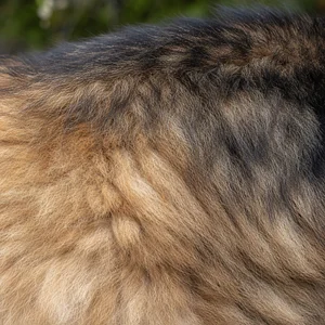 Eurasier — coat texture