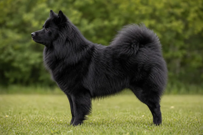 Eurasier — Black coat