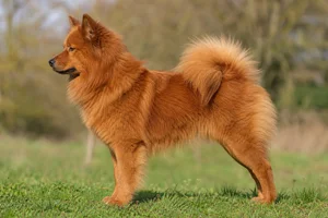 Eurasier — Red coat