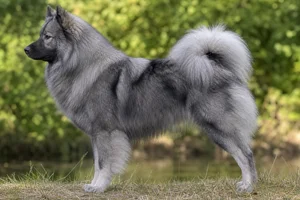 Eurasier — Wolf-Gray coat