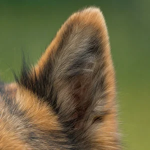 Eurasier — ears