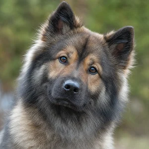 Eurasier — alert