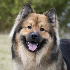 Eurasier — happy