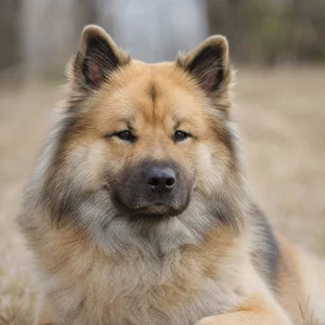 Eurasier — relaxed