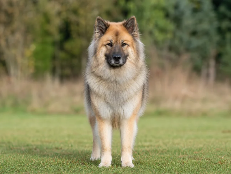 Eurasier — front