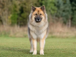 Eurasier breed photo