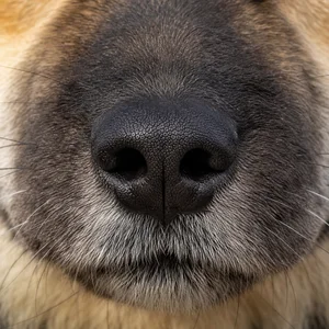 Eurasier — nose