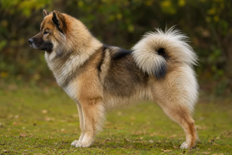 Eurasier — side
