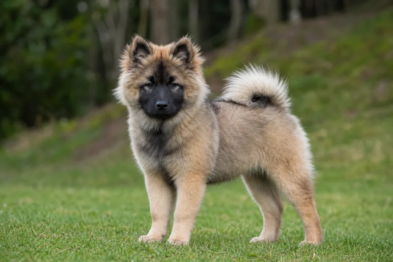 Eurasier — puppy (~4 mo)