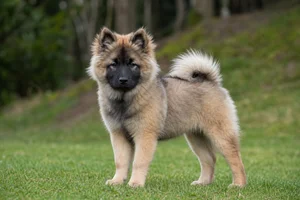Eurasier — puppy (~4 mo)