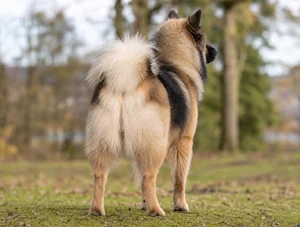 Eurasier — rear