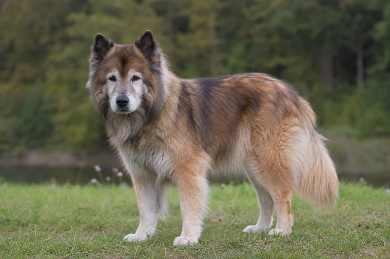 Eurasier — senior