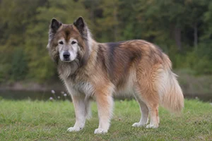 Eurasier — senior