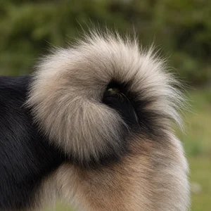 Eurasier — tail