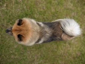 Eurasier — top