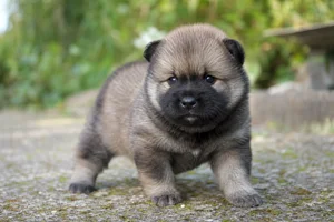 Eurasier — young puppy (~1 mo)