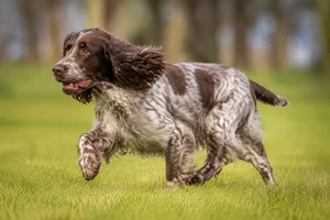 Field Spaniel — running