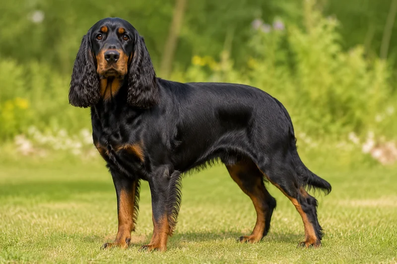 Field Spaniel — adult