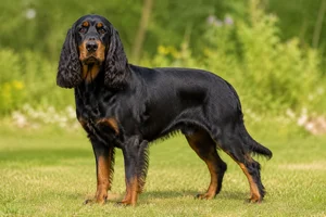 Field Spaniel — adult