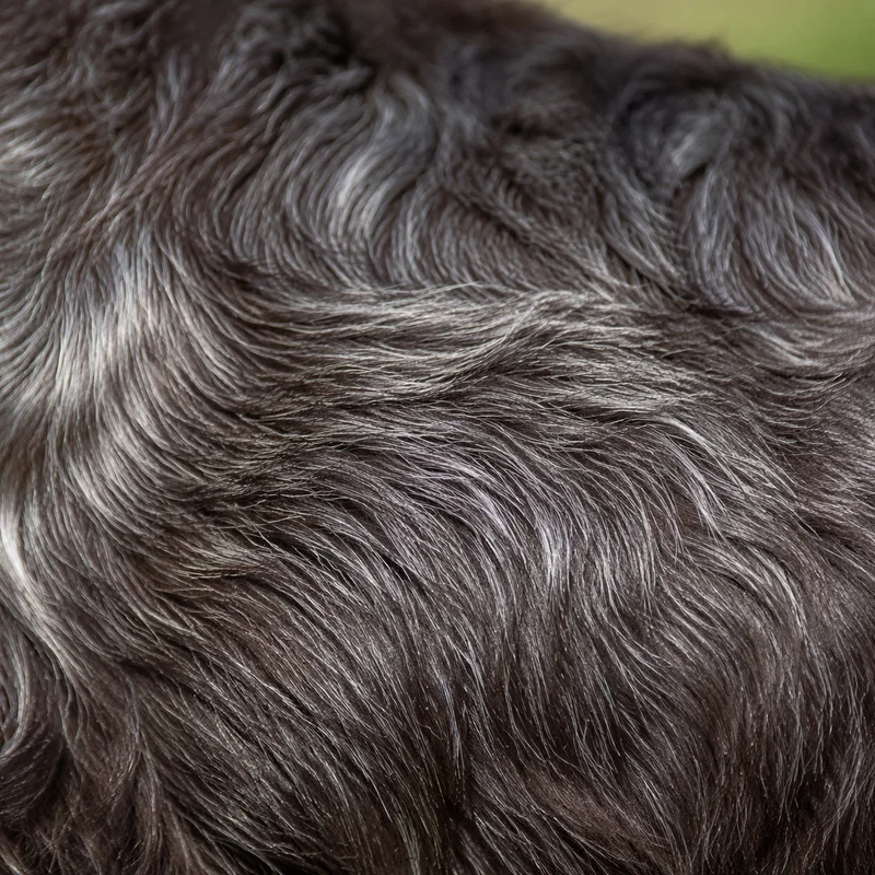 Field Spaniel — coat texture