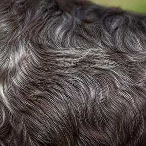 Field Spaniel — coat texture