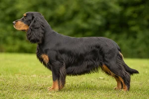 Field Spaniel — Black & Tan coat