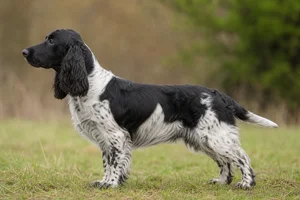 Field Spaniel — Black & White coat