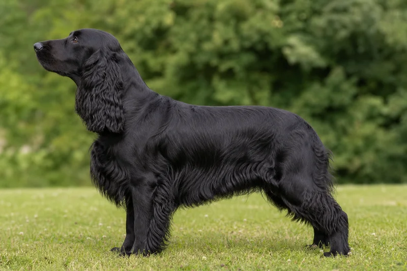 Field Spaniel — Black coat
