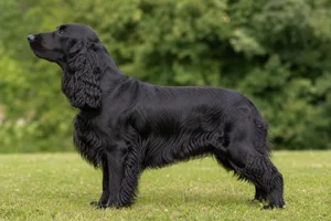 Field Spaniel — Black coat
