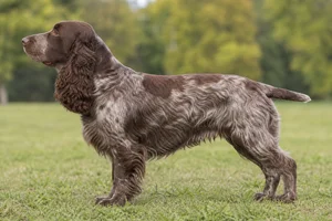 Field Spaniel — Liver Roan coat