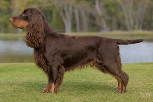 Field Spaniel — Liver & Tan coat