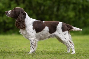 Field Spaniel — Liver & White coat