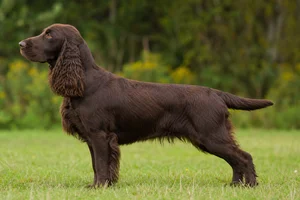 Field Spaniel — Liver coat