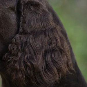 Field Spaniel — ears