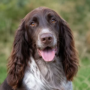 Field Spaniel — happy