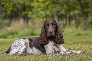 Field Spaniel — lying down