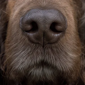 Field Spaniel — nose