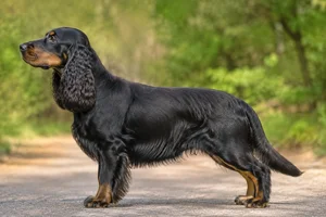 Field Spaniel dog