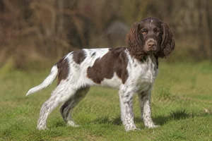 Field Spaniel — puppy (~4 mo)