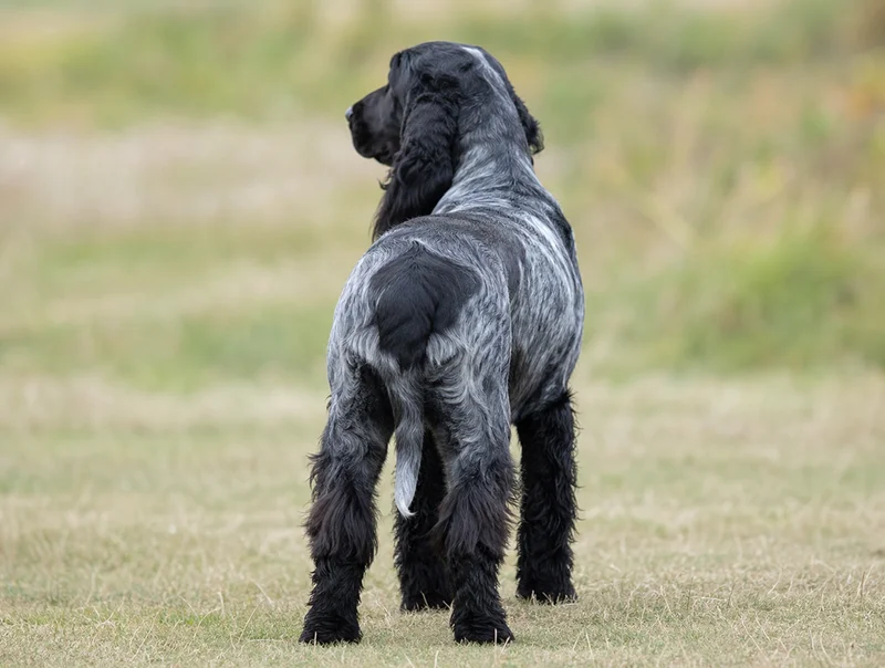 Field Spaniel — rear