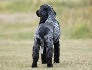 Field Spaniel — rear