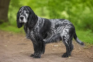 Field Spaniel — senior