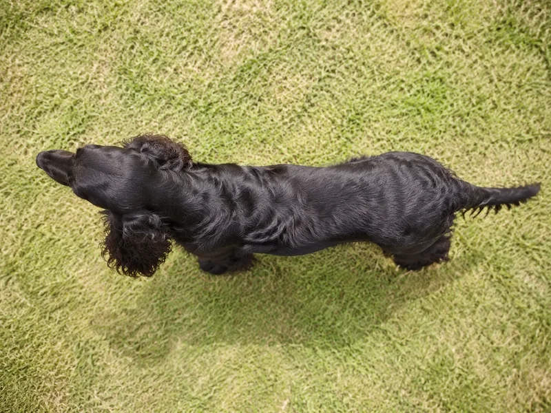 Field Spaniel — top