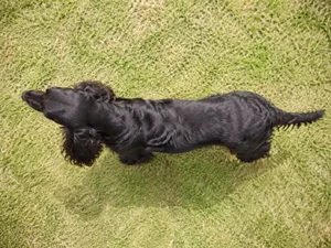Field Spaniel — top