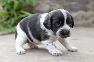 Field Spaniel — young puppy (~1 mo)