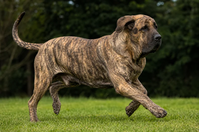 Fila Brasileiro — running