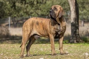 Fila Brasileiro — adult