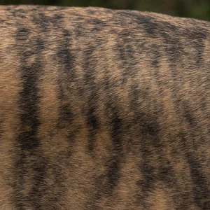 Fila Brasileiro — coat texture