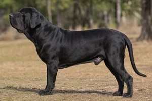 Fila Brasileiro — black coat